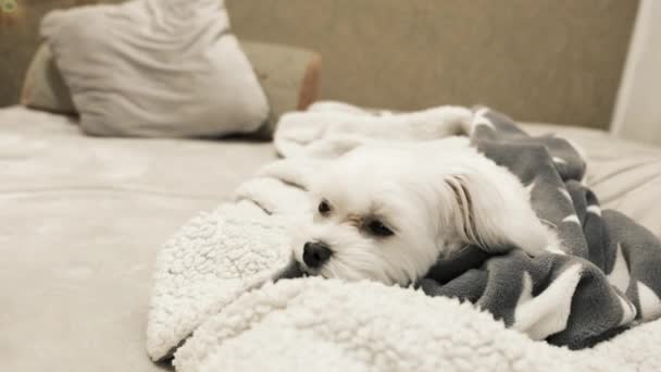 マルタは毛布に包まれたベッドの上に横たわっている 高品質4K映像 — ストック動画