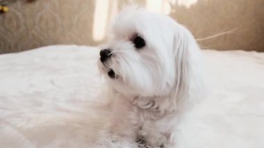 Yatakta oturup esneyen bir Malta 'lıyı yakından çek. Yüksek kalite 4k görüntü