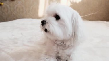 Yatakta oturup esneyen bir Malta 'lıyı yakından çek. Yüksek kalite 4k görüntü