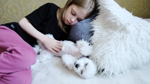 Маленький Білий Собака Отримує Задоволення Від Його Пестить Дівчинка Високоякісні — стокове відео