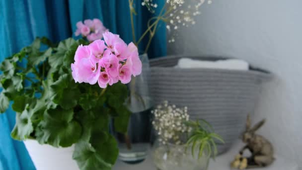 Detailní Záběr Růžového Pelargonia Stojícího Prádelníku Ložnici Vysoce Kvalitní Záběry — Stock video