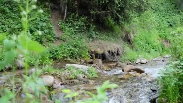 Прекрасна Гірська Річка Серед Зелені Високоякісні Кадри — стокове відео