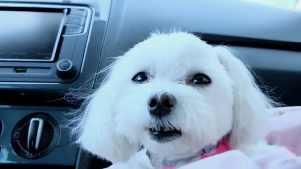 Крупним Планом Маленький Білий Собака Машині Передньому Сидінні Високоякісні Кадри — стокове відео
