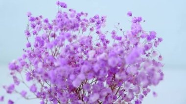 Pink gypsophila flowers stand in a round vase. Close-up. High quality 4k footage