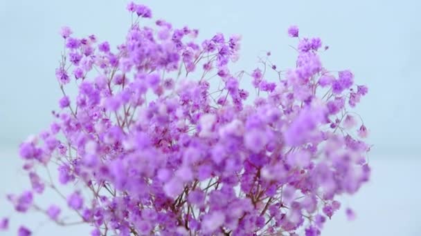 Pink Gypsophila Flowers Stand Vase Close High Quality Footage — стокове відео