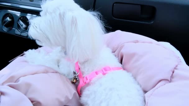 Κοντινό Πλάνο Ενός Μικρού Λευκού Σκύλου Στο Αυτοκίνητο Στο Μπροστινό — Αρχείο Βίντεο