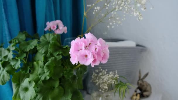 Una Mano Donna Che Tocca Pelargonium Rosa Piedi Comò Camera — Video Stock