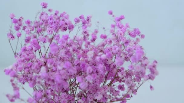 Pink Gypsophila Flowers Stand Vase Close High Quality Footage — Αρχείο Βίντεο