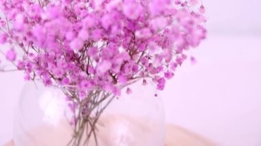 Pink gypsophila flowers stand in a round vase. Close-up. High quality 4k footage