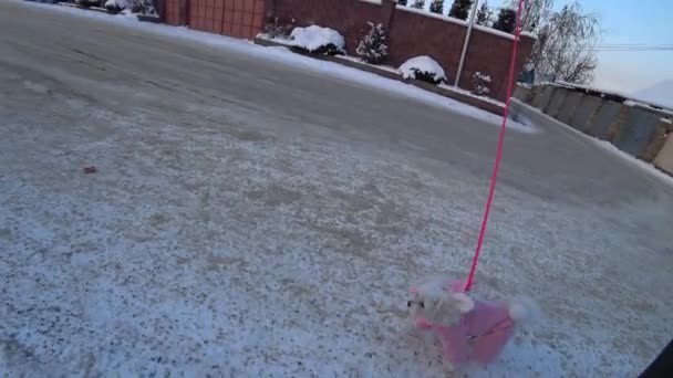 Pequeno Cão Branco Caminha Sobre Uma Trela Neve Imagens Alta — Vídeo de Stock