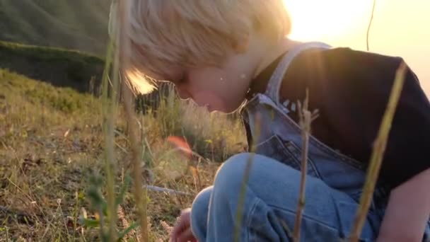 Mały Jasnowłosy Chłopiec Dzieciak Bawi Się Zielonej Trawie Zachodzie Słońca — Wideo stockowe
