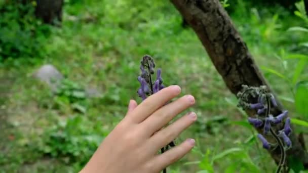 Zbliżenie Dziewcząt Dotyka Dzikiego Kwiatka Wysokiej Jakości Materiał — Wideo stockowe
