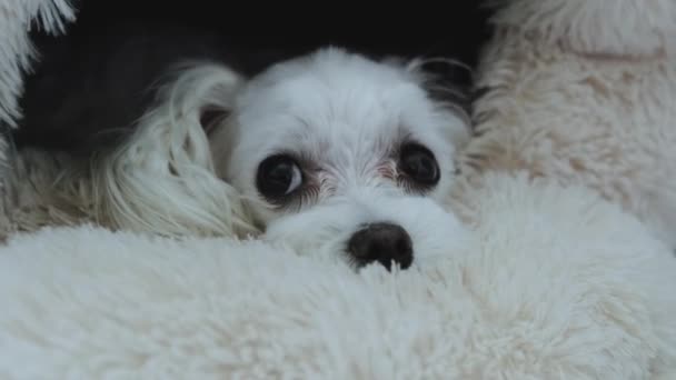 Κοντινό Πλάνο Ενός Λυπημένου Σκύλου Ξαπλωμένου Στο Σπίτι Του Υψηλής — Αρχείο Βίντεο