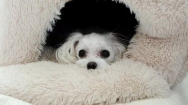 Evinde yatan bir Maltalı 'nın yakın çekimi. Yüksek kalite 4k görüntü