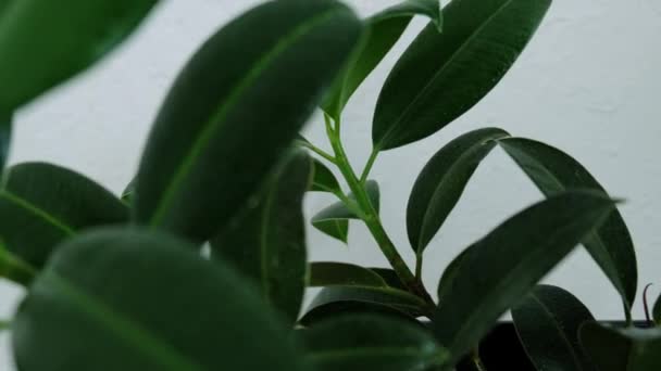 Binnen Ficus Bloem Close Van Een Kamerplant Hoge Kwaliteit Beeldmateriaal — Stockvideo