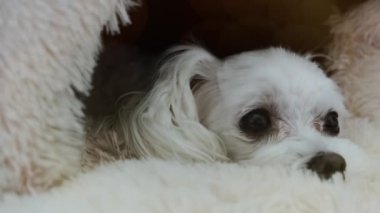 Yatağında yatan üzgün, beyaz bir köpeğin yakın çekimi. Yüksek kalite 4k görüntü