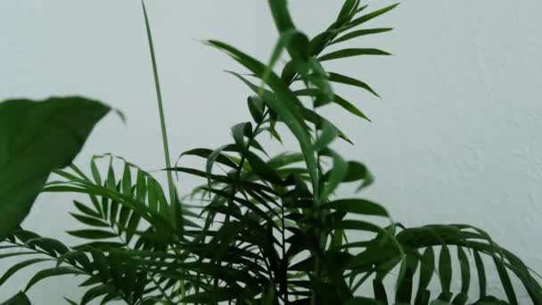 Kapalı Alan Chamaedorea Çiçeği Bir Bitkisinin Yakın Çekimi Yüksek Kalite — Stok video