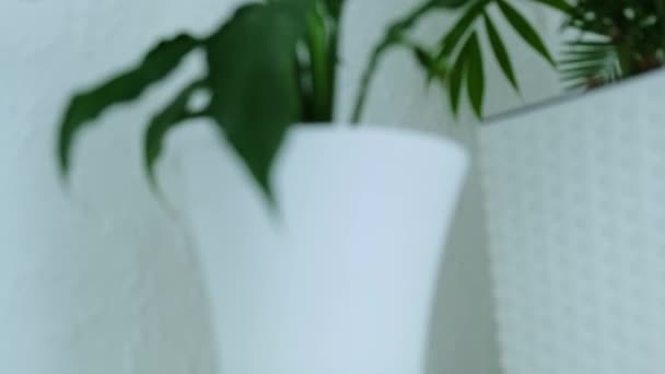 Zimmerblumen Nahaufnahme Einer Zimmerpflanze Hochwertiges Filmmaterial — Stockvideo