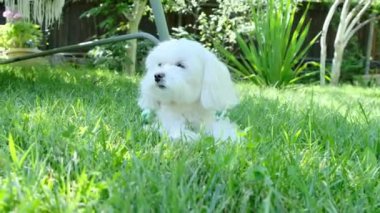Bahçedeki çimlerin üzerinde elbisesi olan küçük bir köpeğin yakın çekimi. Malta cinsi. Yüksek kalite 4k görüntü
