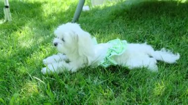 Bahçedeki çimlerin üzerinde elbise giymiş küçük bir köpek yatıyor. Malta cinsi. Yüksek kalite 4k görüntü