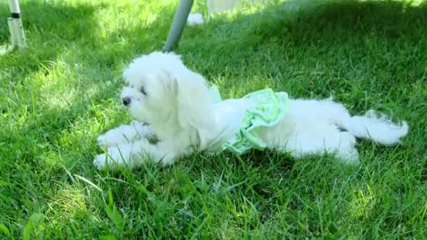 Маленька Собака Сукні Лежить Газоні Саду Мальтійська Порода Високоякісні Кадри — стокове відео