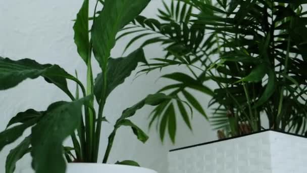 Binnenbloemen Close Van Een Kamerplant Hoge Kwaliteit Beeldmateriaal — Stockvideo