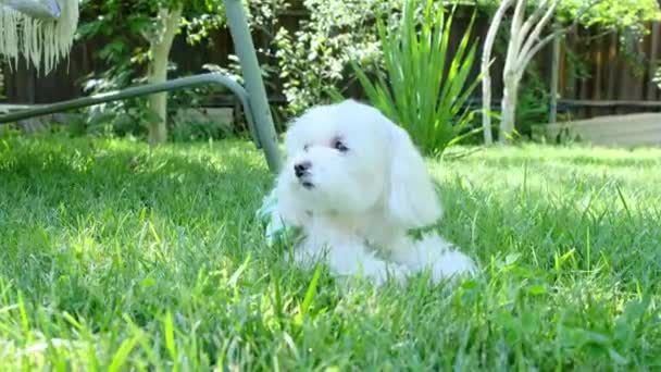 Primer Plano Perro Pequeño Vestido Acostado Césped Jardín Imágenes Alta — Vídeos de Stock