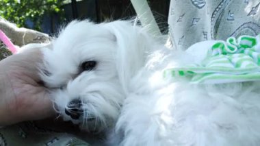 Bir kadın küçük bir köpeği elle okşar. Yüksek kalite 4k görüntü