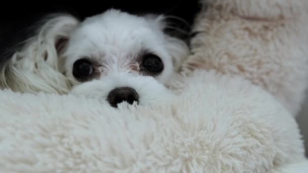 ベッドでマルタの犬のクローズアップ 高品質の4K映像 — ストック動画