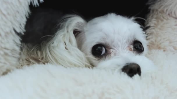 ベッドに横たわっている悲しい犬のクローズアップ 高品質の4K映像 — ストック動画