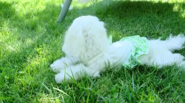Bahçedeki çimlerin üzerinde elbise giymiş küçük bir köpek yatıyor. Malta cinsi. Yüksek kalite 4k görüntü