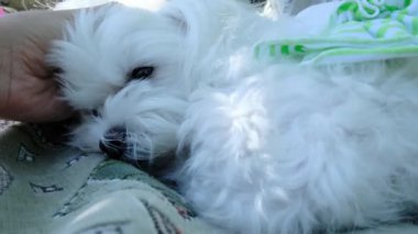 Bir kadın küçük bir köpeği elle okşar. Yüksek kalite 4k görüntü