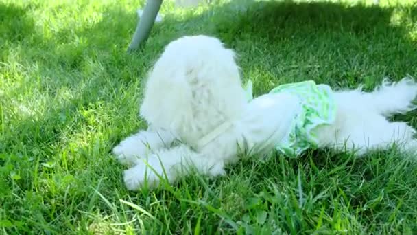 Ένα Μικρό Σκυλί Ένα Φόρεμα Βρίσκεται Στο Γκαζόν Στον Κήπο — Αρχείο Βίντεο