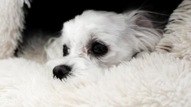 Evinde bir köpeğe yakın çekim. Yüksek kalite 4k görüntü