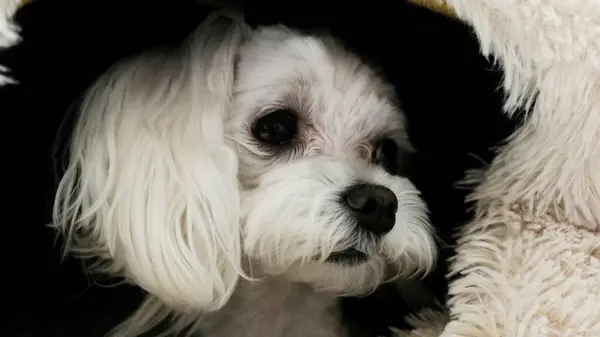 Köpek kulübesinde yatan beyaz bir Maltese köpeğinin yakın çekimi. Fotoğraf..