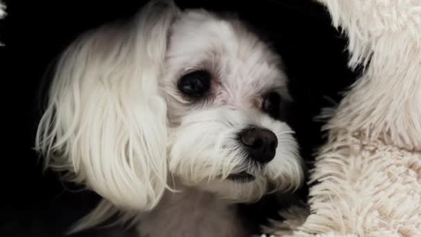 Close Cão Maltês Branco Imagens Alta Qualidade — Vídeo de Stock