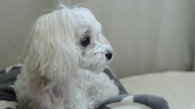 Küçük bir köpek dikkatlice ve gergin bir şekilde yana bakar. Yüksek kalite 4k görüntü