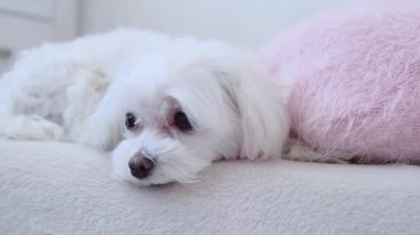 Küçük bir Malta köpeği yastığın yanında yatıyor ve üzgün görünüyor. Yüksek kalite 4k görüntü