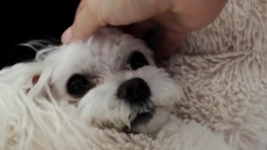 Bir kadın küçük beyaz bir Malta köpeğini elle okşar. Yüksek kalite 4k görüntü