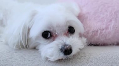 Yastığın yanında küçük bir Malta köpeği yatıyor. Yüksek kalite 4k görüntü