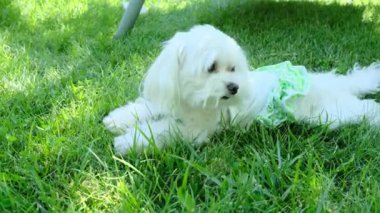 Bahçedeki çimlerin üzerinde elbise giymiş küçük bir köpek yatıyor. Malta cinsi. Yüksek kalite 4k görüntü