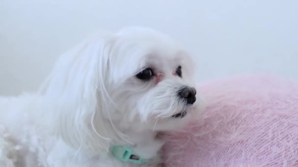 Pequeno Cão Maltês Fica Perto Travesseiro Imagens Alta Qualidade — Vídeo de Stock