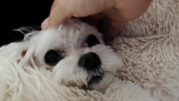 Uma Mão Mulher Acaricia Pequeno Cão Maltês Branco Imagens Alta — Vídeo de Stock