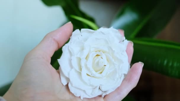 Dłoń Kobiety Trzyma Ustabilizowany Kwiat Biała Róża Kobiecych Rękach Wysokiej — Wideo stockowe