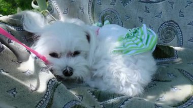 Elbise giymiş küçük bir köpek bahçede salıncakta yatıyor. Tatlı Maltese. Yüksek kalite 4k görüntü