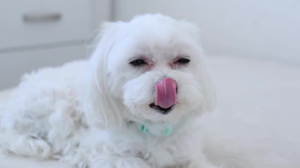 Cão Branco Lambe Nariz Imagens Alta Qualidade — Vídeo de Stock
