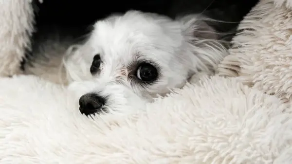 Yatağa uzanmış bir köpeğin yakın çekimi. Malta malı. Fotoğraf..
