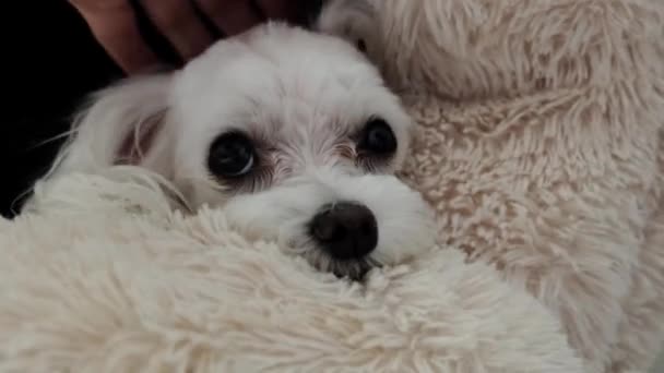 Una Mano Mujer Acaricia Pequeño Perro Maltés Blanco Imágenes Alta — Vídeos de Stock