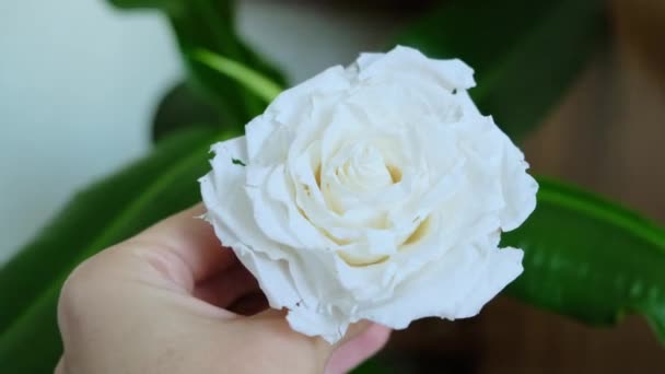 Una Mano Mujer Sostiene Una Flor Rosa Rosa Blanca Manos — Vídeos de Stock