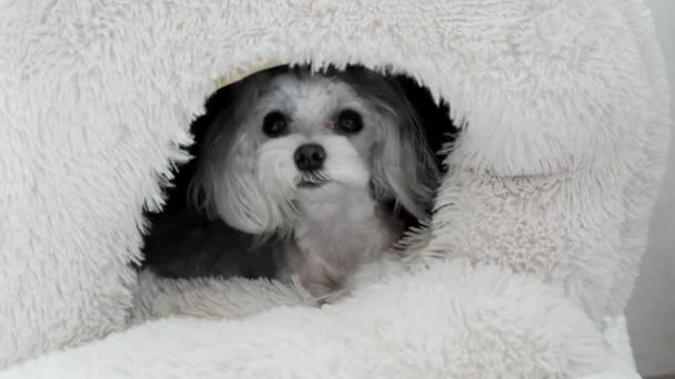 Cão Branco Maltês Casa Dela Raças Cães Pequenos Imagens Alta — Vídeo de Stock